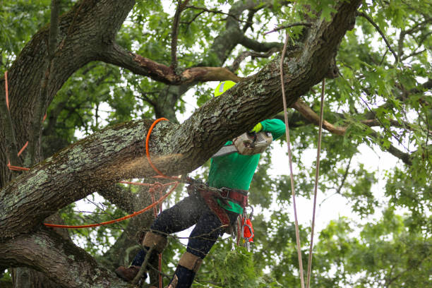 Mulching Services in Villa Hills, KY